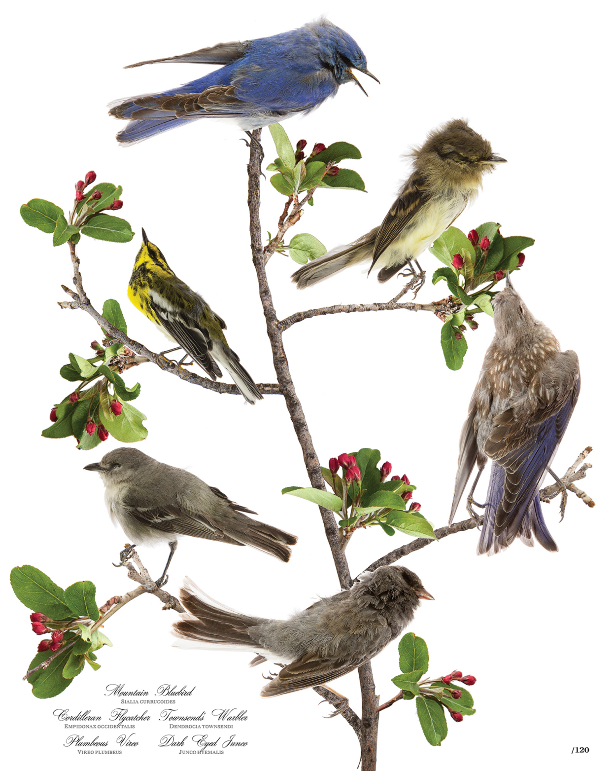 audubon-bird-print-group-434